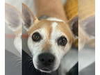 Cojack DOG FOR ADOPTION RGADN-1386553 - Biscuit - Jack Russell Terrier / Corgi /