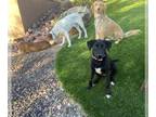 Chocolate Labrador retriever Mix DOG FOR ADOPTION RGADN-1386554 - Carlota -