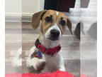 Jack-A-Bee DOG FOR ADOPTION RGADN-1386555 - Daisy X - Beagle / Jack Russell