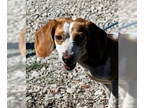 Beagle DOG FOR ADOPTION RGADN-1386556 - Honey V - Beagle Dog For Adoption