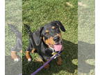 Rottweiler Mix DOG FOR ADOPTION RGADN-1386557 - Loepald - Rottweiler / Mixed