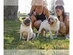 Pug DOG FOR ADOPTION RGADN-1386562 - Angie & Smoochies - Pug (medium coat) Dog
