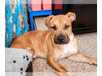 American Pit Bull Terrier-Bullmastiff Mix DOG FOR ADOPTION RGADN-1386571 - Chunk