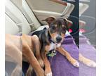 Australian Shepherd Mix DOG FOR ADOPTION RGADN-1386577 - Chestnut - Australian