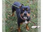 Rottweiler Mix DOG FOR ADOPTION RGADN-1386586 - ROXY - Rottweiler / Mixed (short