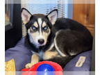 Huskies Mix DOG FOR ADOPTION RGADN-1386593 - Xena - Husky / Mixed (short coat)