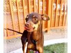 Miniature Pinscher Mix DOG FOR ADOPTION RGADN-1386600 - *REESE - Miniature