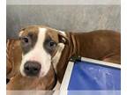 Harrier Mix DOG FOR ADOPTION RGADN-1386609 - DUNKAROO - Harrier / Mixed (medium