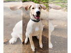 Labrador Retriever Mix DOG FOR ADOPTION RGADN-1386612 - Blaze - Labrador