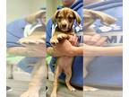 Sheprador DOG FOR ADOPTION RGADN-1386615 - Alice (NY-Lia) - Australian Shepherd