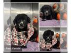 Poodle (Standard) Mix DOG FOR ADOPTION RGADN-1386622 - Nisa (NY-Shari) - Poodle