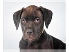 American Staffordshire Terrier Mix DOG FOR ADOPTION RGADN-1386629 - SIMON -