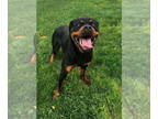 Rottweiler Mix DOG FOR ADOPTION RGADN-1386649 - Lola - Rottweiler / Mixed (short