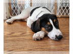Labrador Retriever Mix DOG FOR ADOPTION RGADN-1386650 - Nova - Hound / Labrador