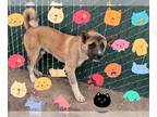 Akita Mix DOG FOR ADOPTION RGADN-1386655 - *BODI - Akita / Mixed (medium coat)