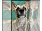Akita Mix DOG FOR ADOPTION RGADN-1386656 - *MILA - Akita / Mixed (medium coat)