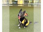 Border Collie-Siberian Husky Mix DOG FOR ADOPTION RGADN-1386663 - ISAAC -