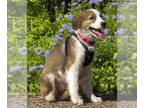 Australian Shepherd Mix DOG FOR ADOPTION RGADN-1386664 - Remora TX - Australian