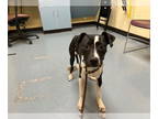 Labrador Retriever Mix DOG FOR ADOPTION RGADN-1386666 - MORDOR - Labrador