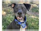 Labrador Retriever Mix DOG FOR ADOPTION RGADN-1386670 - GOOD BOY - Labrador
