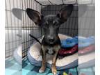 Dachshund Mix DOG FOR ADOPTION RGADN-1386687 - PRINCE ERIC - Dachshund / Mixed
