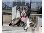 Labrador Retriever DOG FOR ADOPTION RGADN-1386705 - AMBER - Labrador Retriever