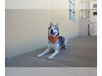 Huskies Mix DOG FOR ADOPTION RGADN-1386706 - Nimbus - Husky / Mixed Dog For