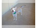 Huskies Mix DOG FOR ADOPTION RGADN-1386715 - Grimalda - Husky / Mixed Dog For
