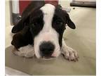 American Pit Bull Terrier-Dachshund Mix DOG FOR ADOPTION RGADN-1386716 - *ROO -