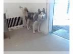 Alaskan Malamute DOG FOR ADOPTION RGADN-1386722 - MAV - Alaskan Malamute (medium