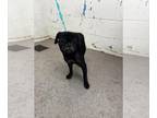 Pug DOG FOR ADOPTION RGADN-1386724 - MARY - Pug (medium coat) Dog For Adoption