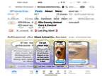 Rhodesian Ridgeback Mix DOG FOR ADOPTION RGADN-1386727 - CORDOVA - Rhodesian