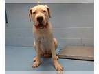Dogo Argentino DOG FOR ADOPTION RGADN-1386731 - GAUCHO - Dogo Argentino (medium