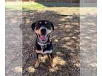 Shepweiller DOG FOR ADOPTION RGADN-1386732 - LOLA - Rottweiler / German Shepherd