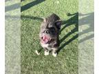 Cairn Terrier Mix DOG FOR ADOPTION RGADN-1386738 - LUCY - Cairn Terrier / Mixed