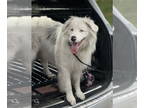 Australian Shepherd DOG FOR ADOPTION RGADN-1386740 - Glacier - Australian