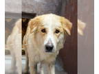 Golden Pyrenees DOG FOR ADOPTION RGADN-1386743 - MILAN - Great Pyrenees / Golden