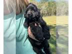 Cocker Spaniel DOG FOR ADOPTION RGADN-1386744 - Leo - Cocker Spaniel (medium
