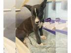 Boxer-German Shepherd Dog Mix DOG FOR ADOPTION RGADN-1386746 - JACK - German