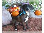 Labrador Retriever Mix DOG FOR ADOPTION RGADN-1386763 - ROCKY - Hound / Labrador