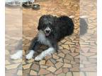 Bordoodle DOG FOR ADOPTION RGADN-1386770 - Della - Border Collie / Poodle