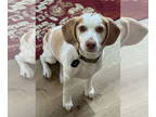 Beagle DOG FOR ADOPTION RGADN-1386771 - Riff - Beagle Dog For Adoption