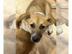 Corgi Basset DOG FOR ADOPTION RGADN-1386773 - Apple - Corgi / Basset Hound /