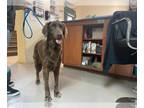 Irish Setter Mix DOG FOR ADOPTION RGADN-1386780 - ANGELICA - Irish Setter /