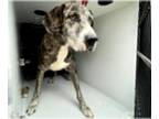 Great Dane DOG FOR ADOPTION RGADN-1386783 - ZEUS - Great Dane (medium coat) Dog