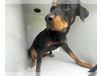 Rottweiler DOG FOR ADOPTION RGADN-1386784 - DIJON - Rottweiler (short coat) Dog