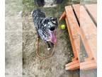 Catahoula Leopard Dog Mix DOG FOR ADOPTION RGADN-1386787 - GOOF - Catahoula