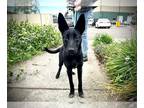Borador DOG FOR ADOPTION RGADN-1386799 - *CHLOE - Border Collie / Labrador