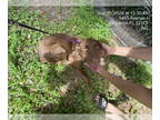 Labrador Retriever DOG FOR ADOPTION RGADN-1386800 - PEPPER - Labrador Retriever
