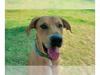 Black Mouth Cur DOG FOR ADOPTION RGADN-1386801 - SNOOP - Black Mouth Cur (medium